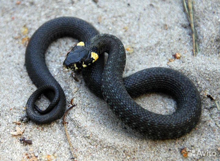 Змеи. Для новичков.Ужи Змеи. Молодые