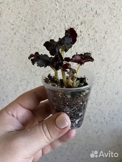 Бегония блек мамба