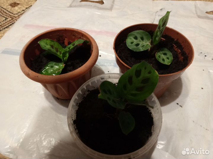 Цветы в ассортименте