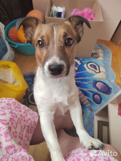 Вязка джек рассел терьер