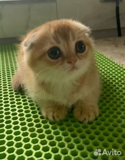 Продается котенок