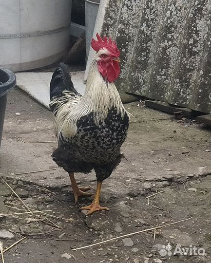Петух красавчик