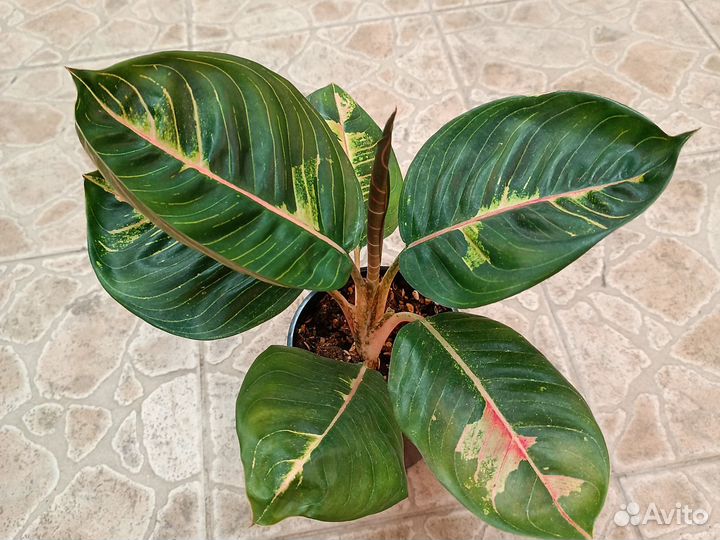 Аглаонемы тайские, коллекционные-2