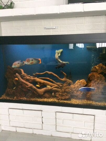 Аквариум пресноводный