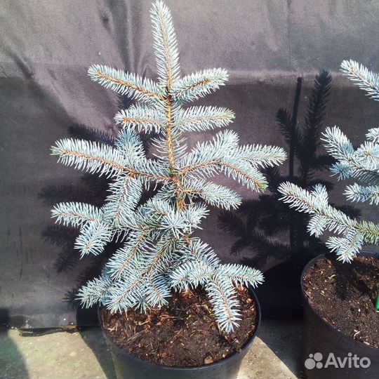 Ель Хупси и Фат Альберт