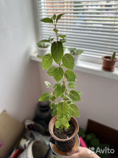 Фуксия Магелланская