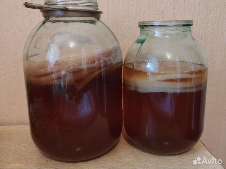 Чайный гриб.Комбуча, Тибетский молочный гриб