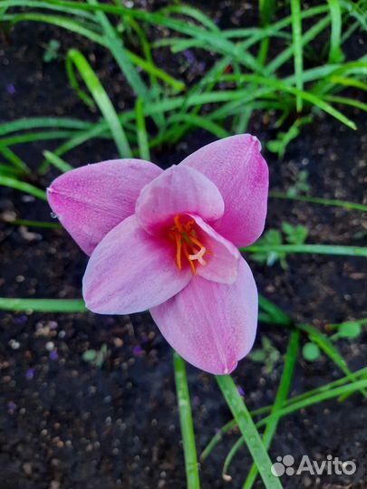 Зеферантус (выскочка)