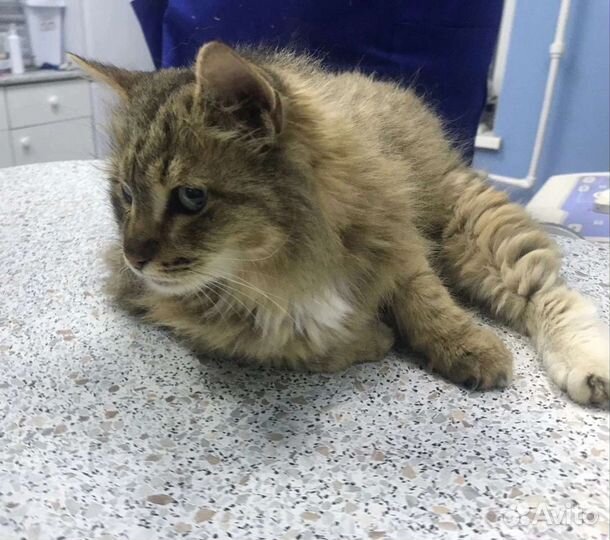 Кошка в дар