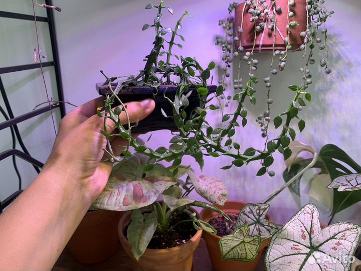 Церопегии / Ceropegia