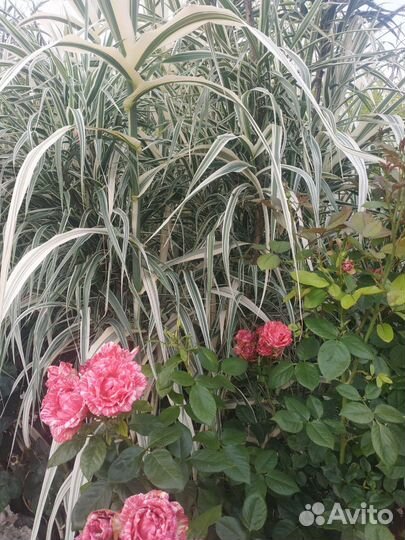 Чудесное растение