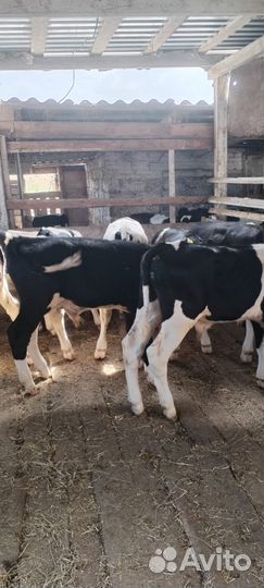 Телята бычки