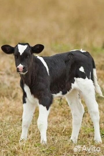 Бычки и телята от месяца