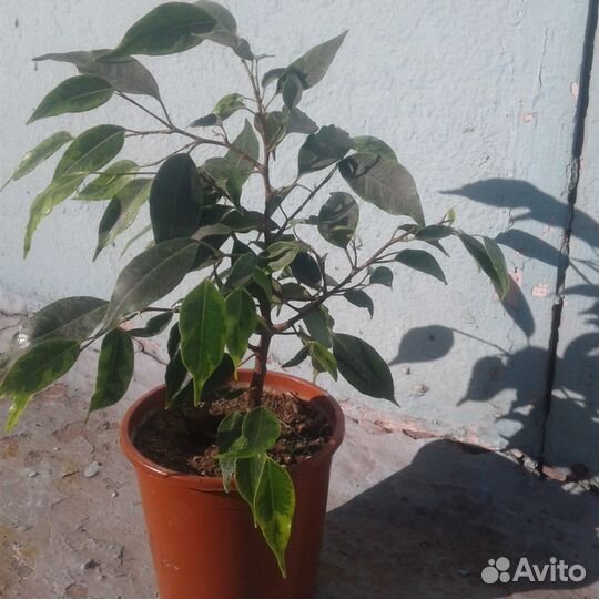 Фикус бенджамина