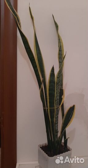 Сансевиерия сортовая Лауренти
