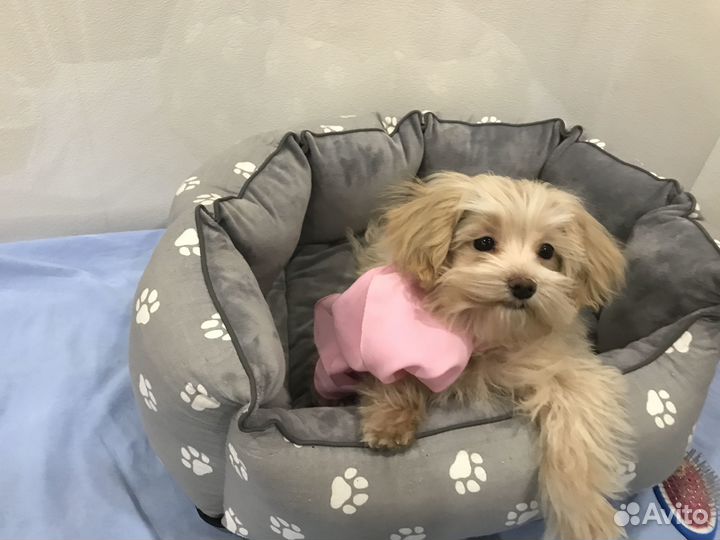 Щенок мальтипу F1 мини. Кремового цвета мальчик