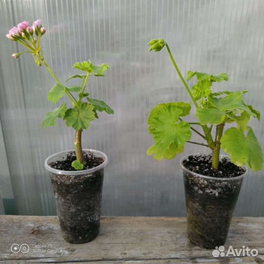 Пеларгония герань розебудная