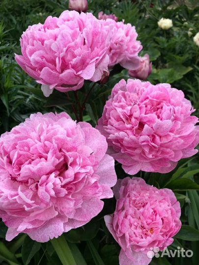 Корни пионов на осень