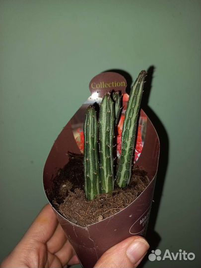 Senecio Stapeliiformis