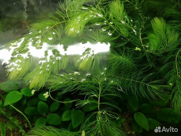 Пистия, роголистник