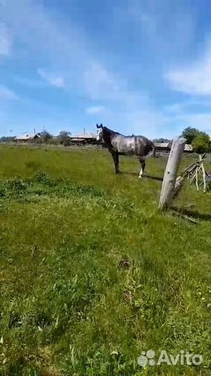 Продажа корова, бык, теленок