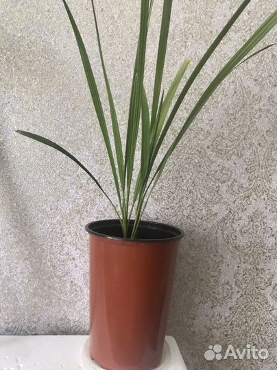 Комнатные цветы пальма финиковая