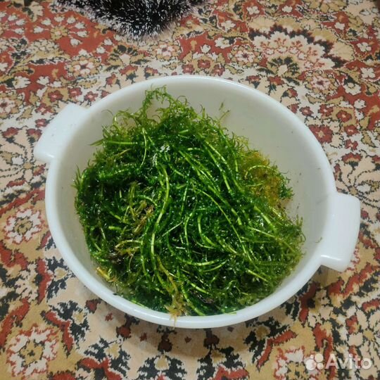 Аквариумные водоросли