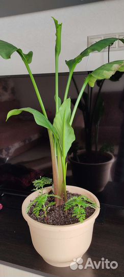 Комнатные цветы