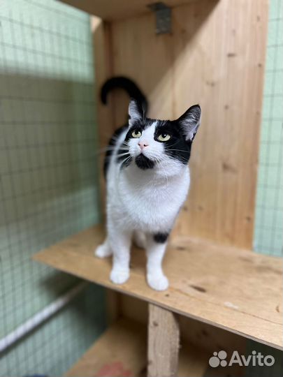 Кошечка в дар