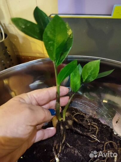 Замиокулькас