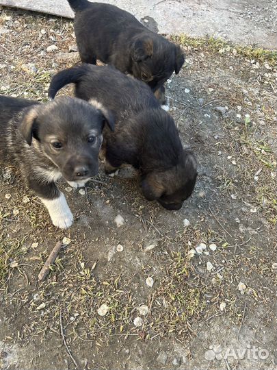 Щенок в добрые руки бесплатно смесь хаски