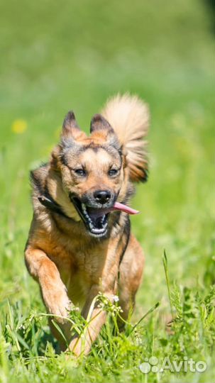 Собака в дар в добрые руки