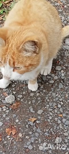 Найдена кошка