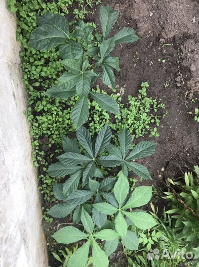 Саженцы конского каштана