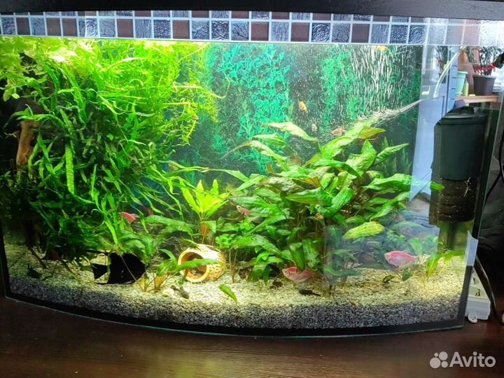 Растение в аквариумное