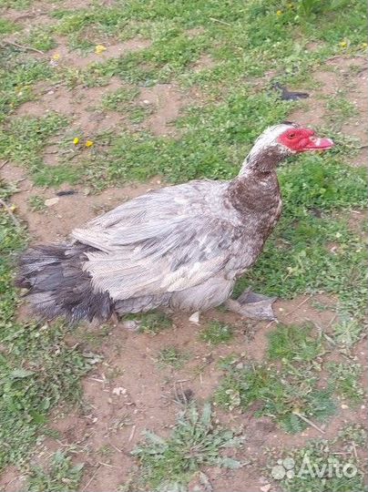 Мускусные утята