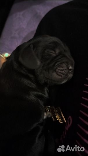 Английский кокер спаниель в добрые руки