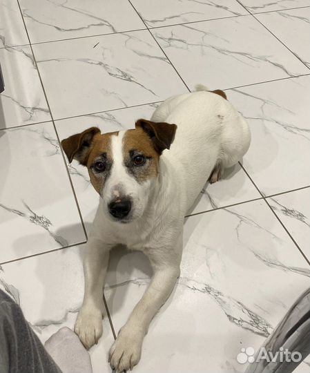 Джек рассел терьер