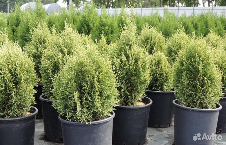 Туя шаровидная даника