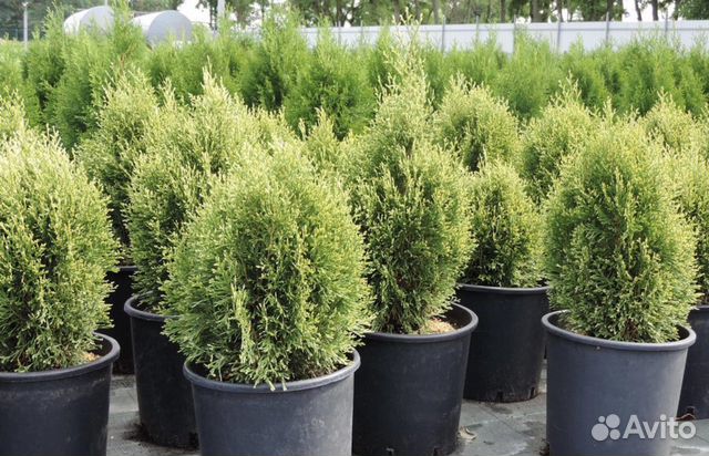 Туя шаровидная даника