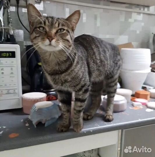 Ищем коту дом