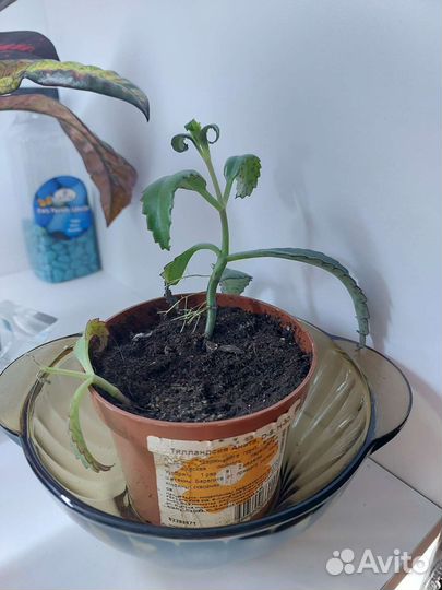 Коланхоэ и Алоэ