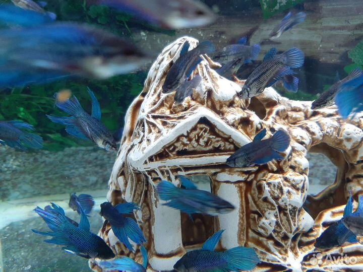 Аквариумные рыбки