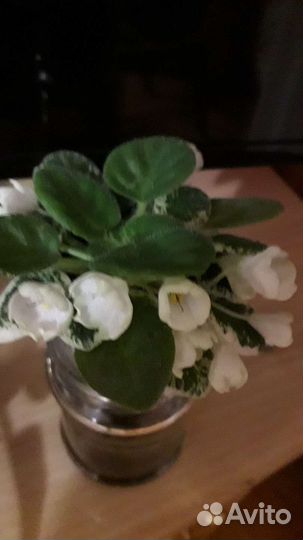 Сортовые фиалки