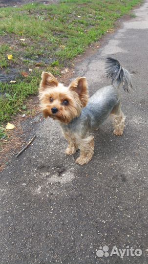 Йоркширский терьер, мальчик