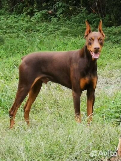 Доберман(вязка )