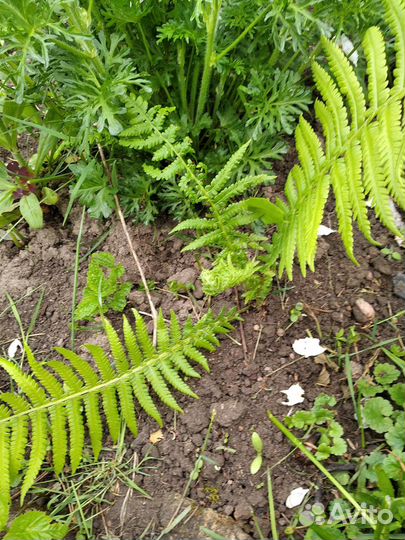 Папоротник