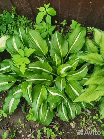 Хоста большие кусты