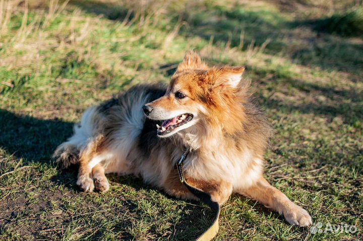 Собака из приюта в добрые руки бесплатно