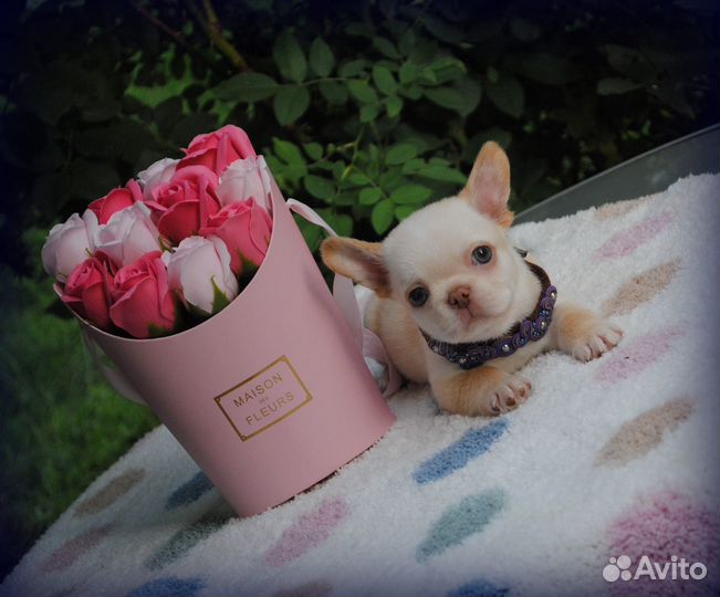 Чихуахуа крем брюле